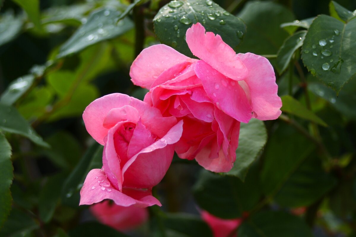 Доброе утро - Юрий. Шмаков