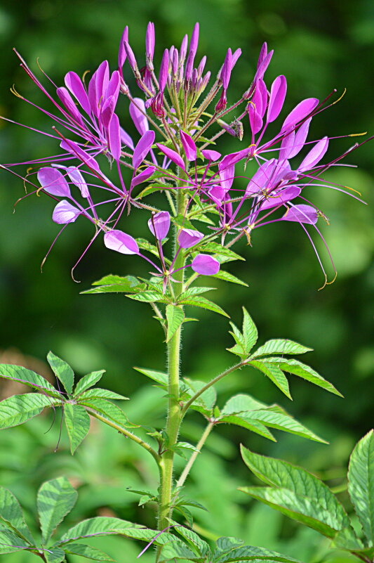 Изысканная экзотика клеомы - Татьяна Лютаева