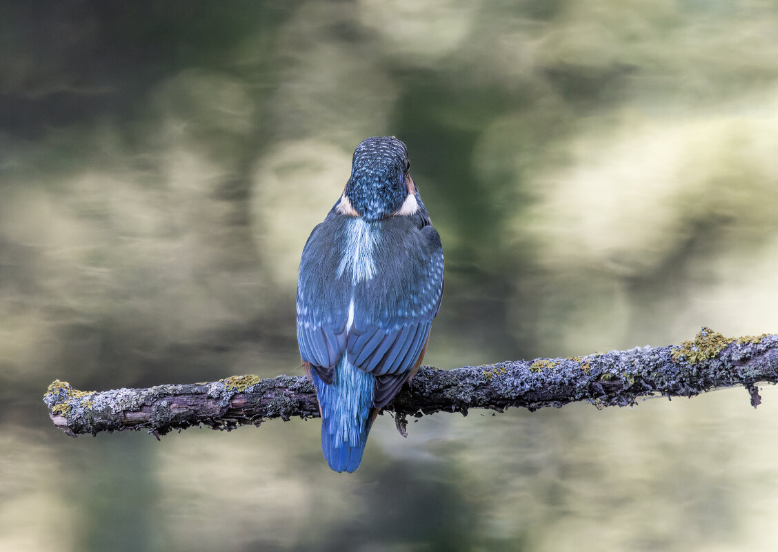 зимородок. - юрий макаров