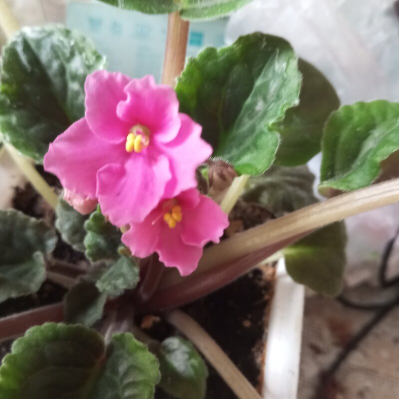 Фиалка начинает цвести - Елена Семигина Фиалка начинает цвести - Елена Семигина