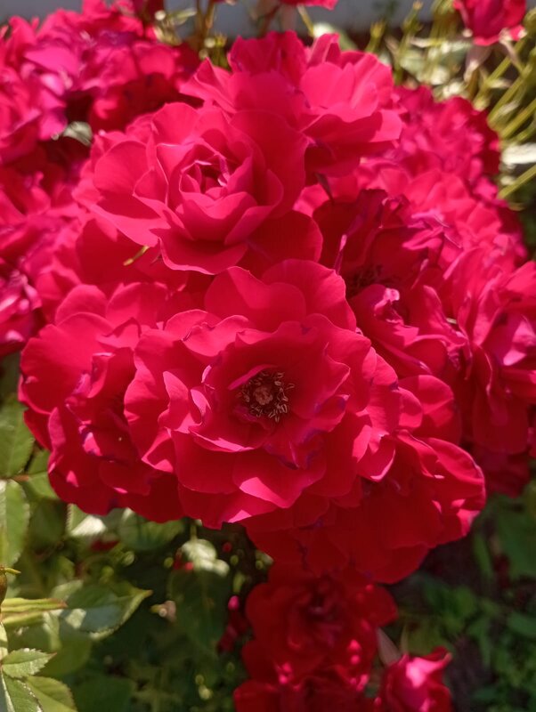 Цветы лета - Елена Семигина