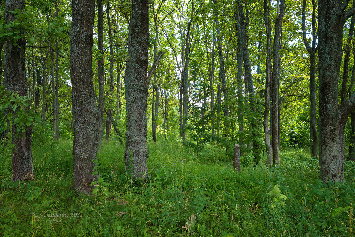 Летний лес - Александр Синдерёв