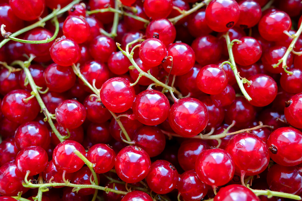 Красная смородина - Александр Синдерёв