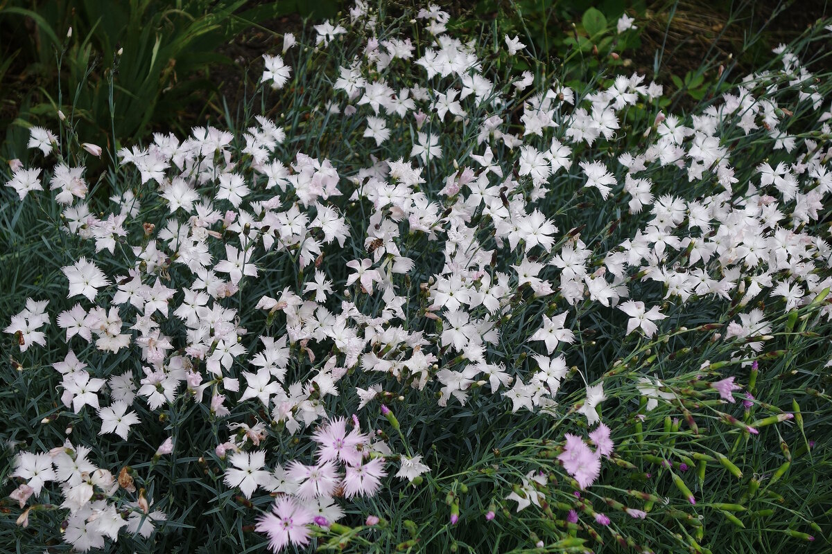 Гвоздика - Рита Симонова