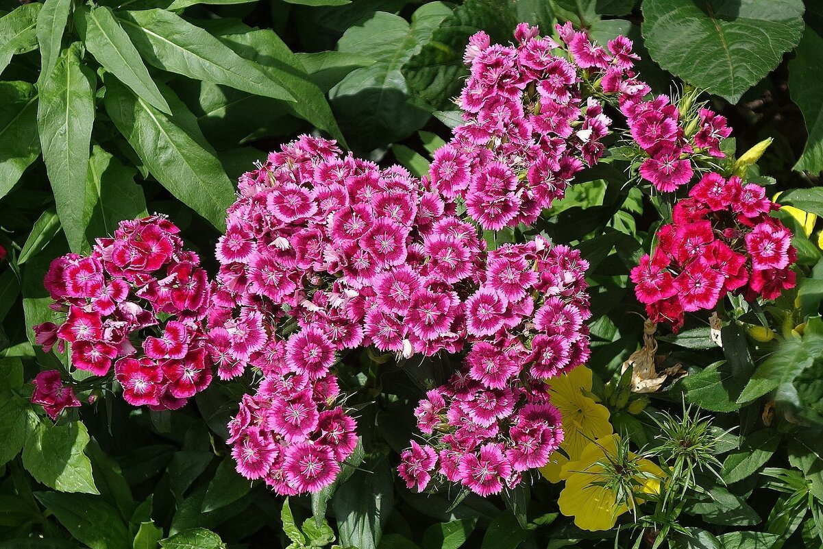 Гвоздика - Рита Симонова