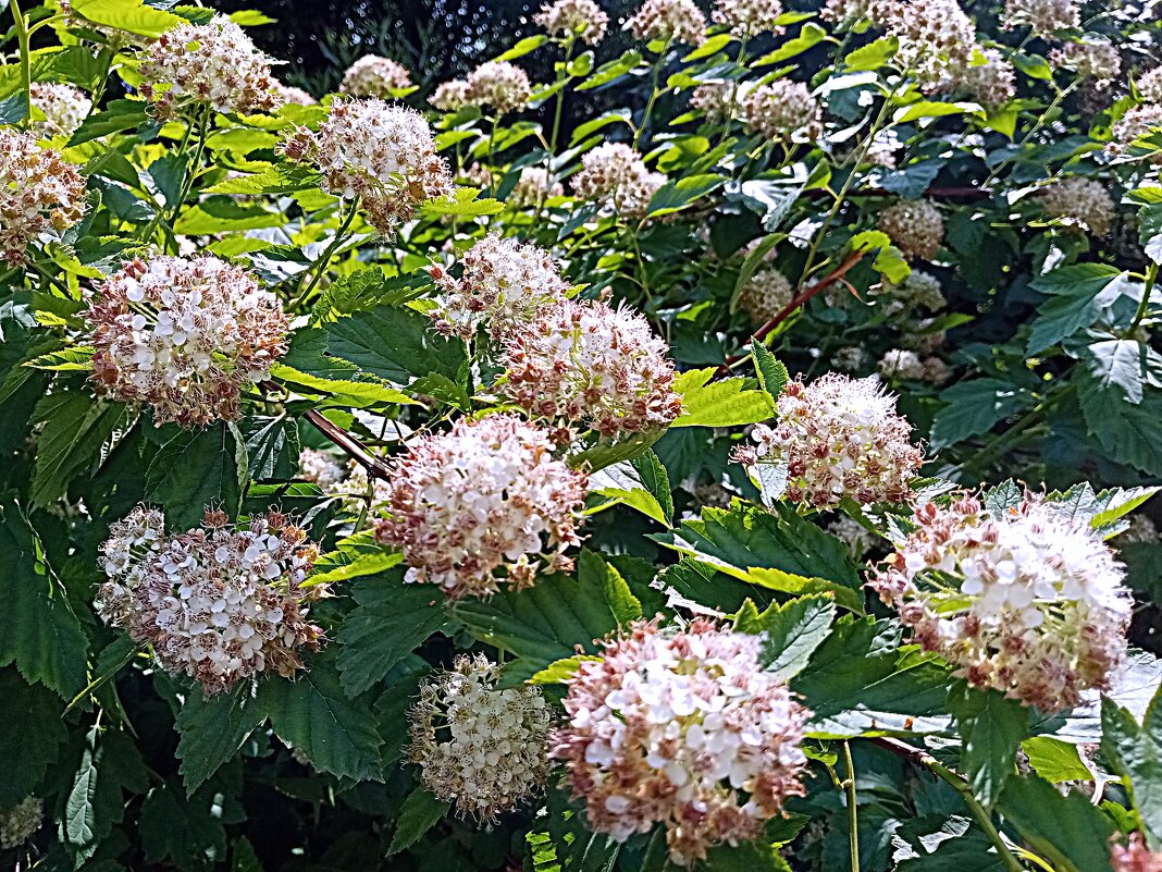 Цветы. - Владимир Драгунский