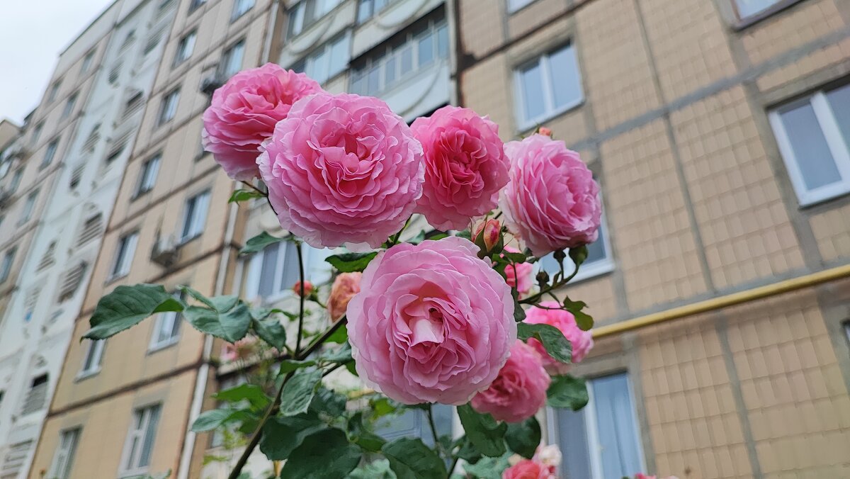 ,,, - Сергей Тимоновский