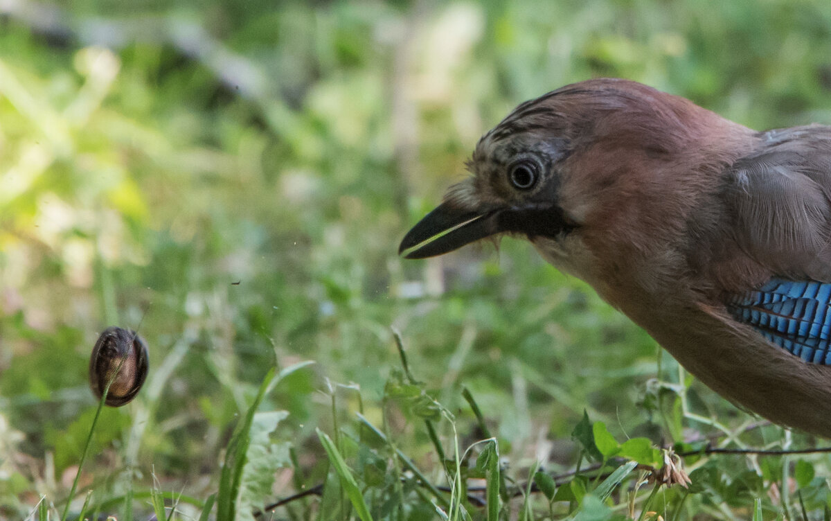 Сойка. - Владимир Безбородов