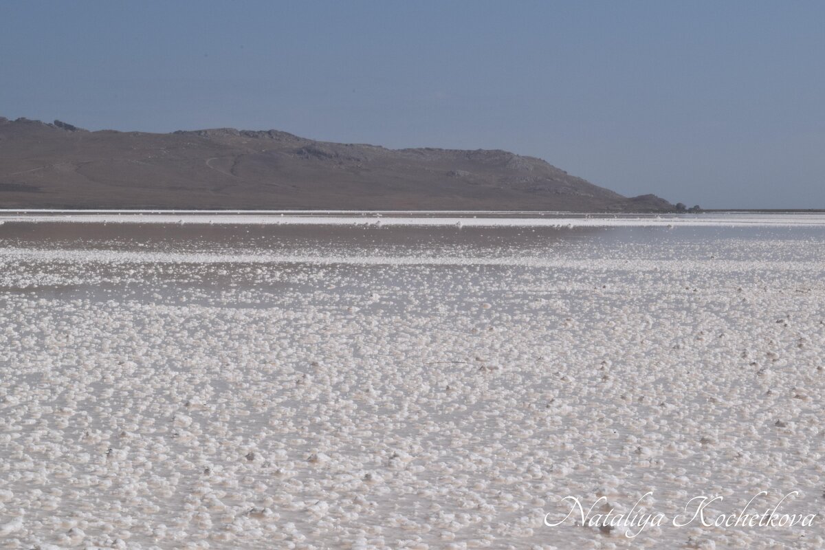 Природа Крыма - Amazing Cosmea Природа Крыма - Amazing Cosmea