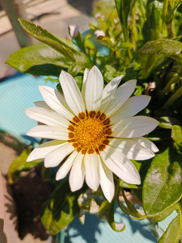 Гацания - Татьяна Пальчикова