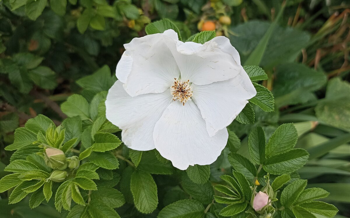 Белый шиповник... - Татьяна Тюменка