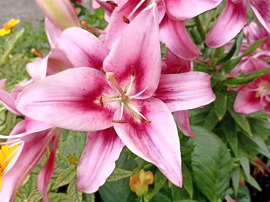 Восточные лилии - Татьяна Тюменка Восточные лилии - Татьяна Тюменка