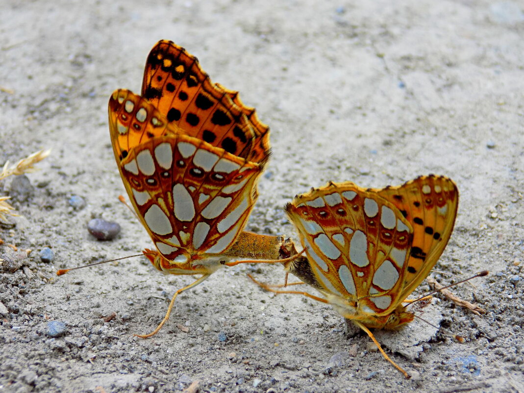 Движение - Константин Штарк