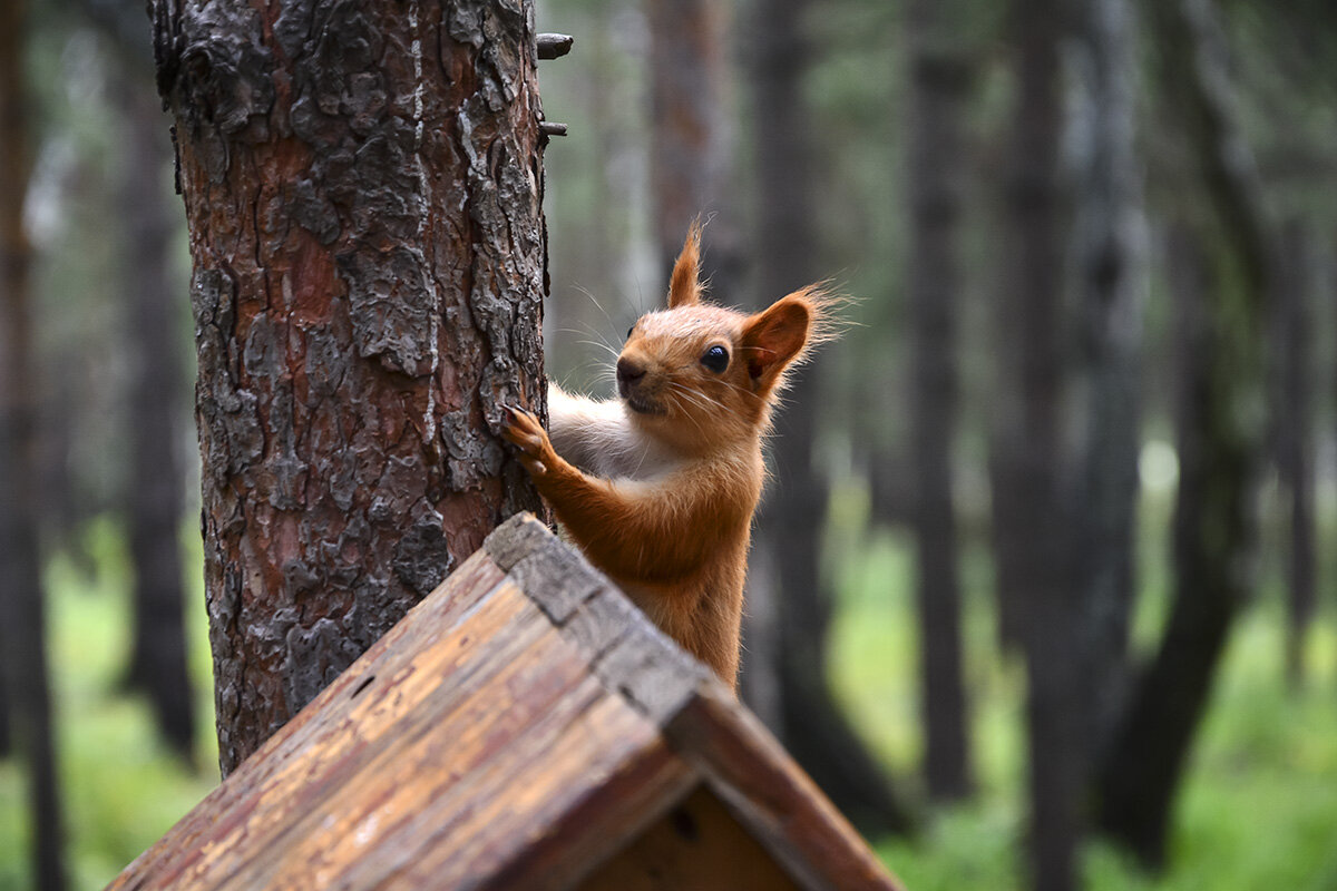 Что принёс ? - Геннадий Супрун Что принёс ? - Геннадий Супрун