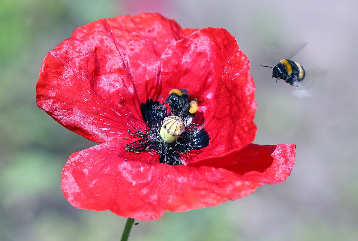 июль - Михаил Бибичков июль - Михаил Бибичков
