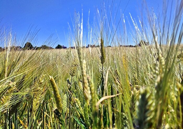 Ржаное поле - Елена 