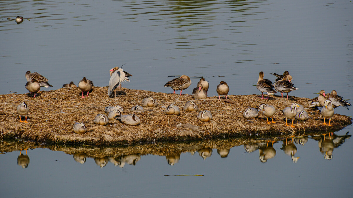 Утки (и не только) на не обитаемом островке - Георгий А