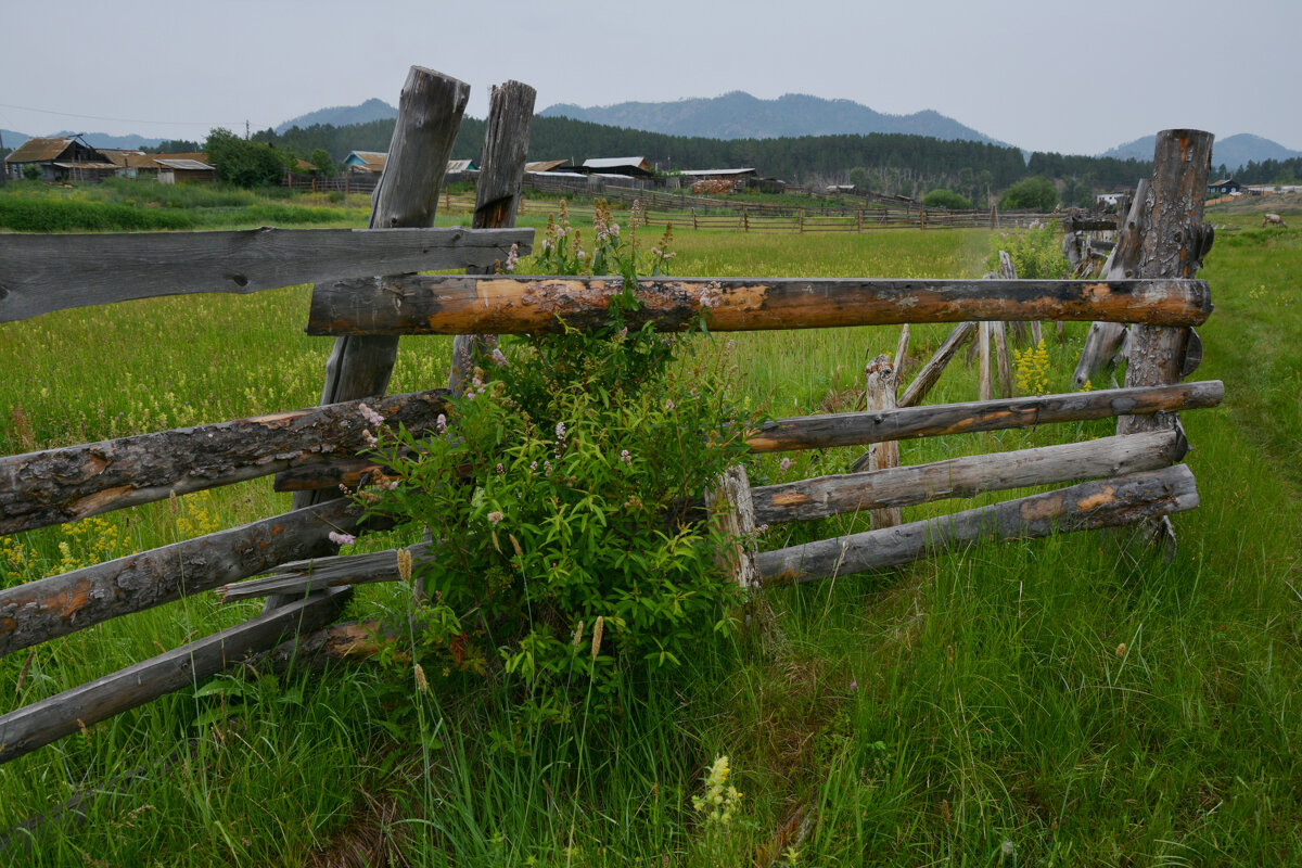 * - Наталья Покацкая