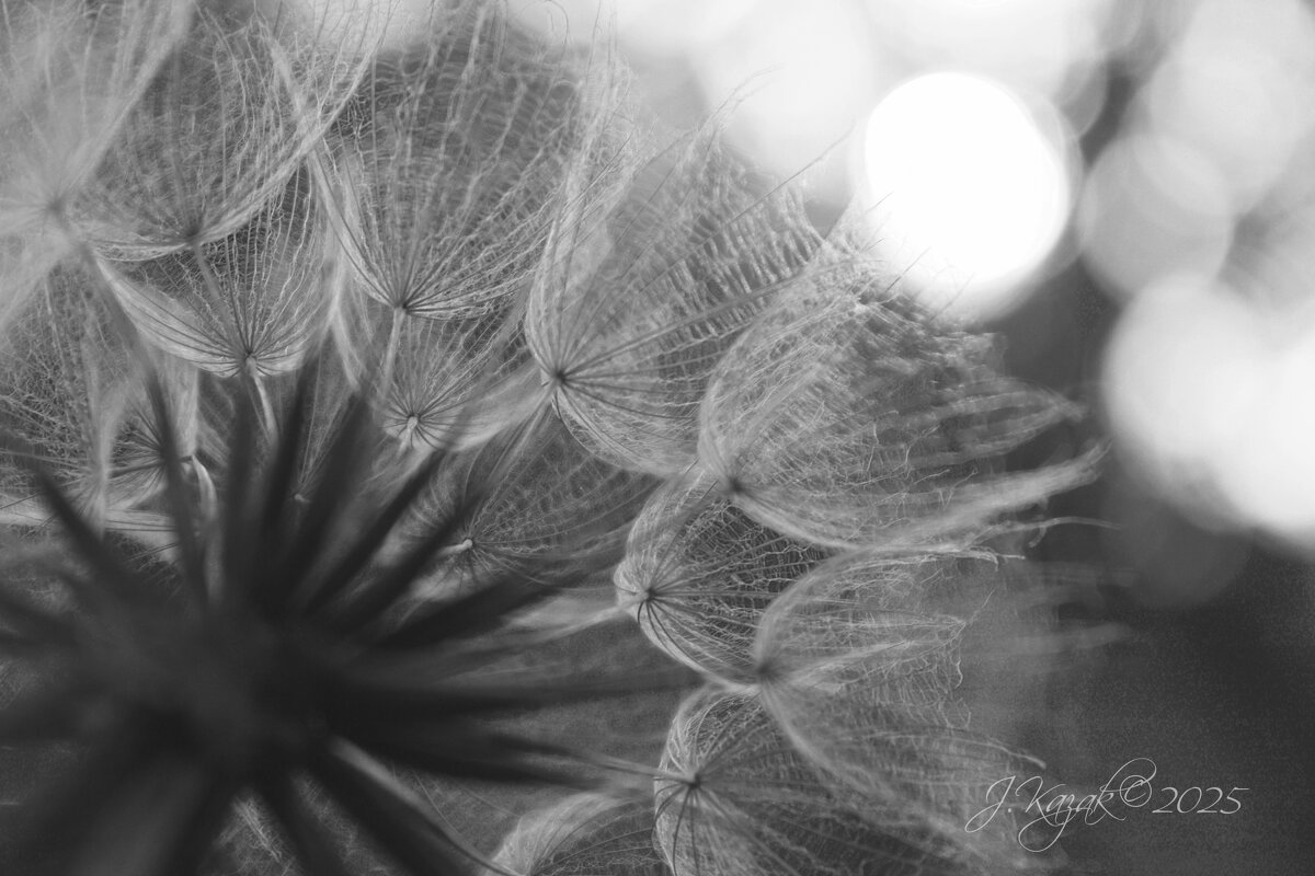 *** - Елена Kазак (selena1965)