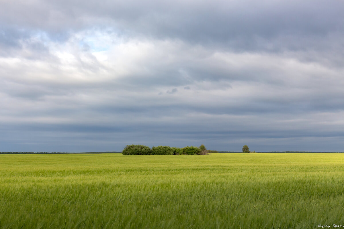 Июльские поля - Евгений Тарасов 