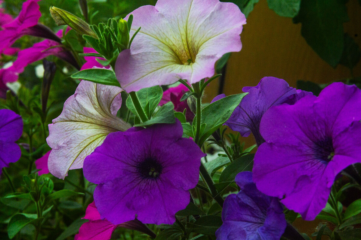 Городские цветы - Людмила Фил