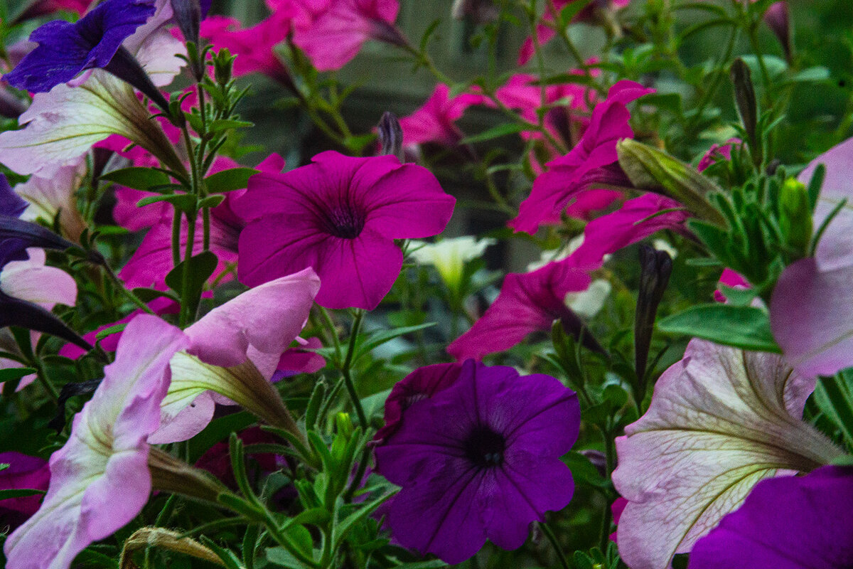 Красота балконная - Людмила Фил