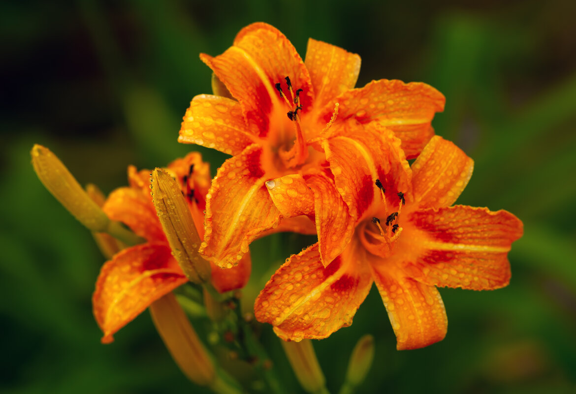 ***** - Виталий Емельянов