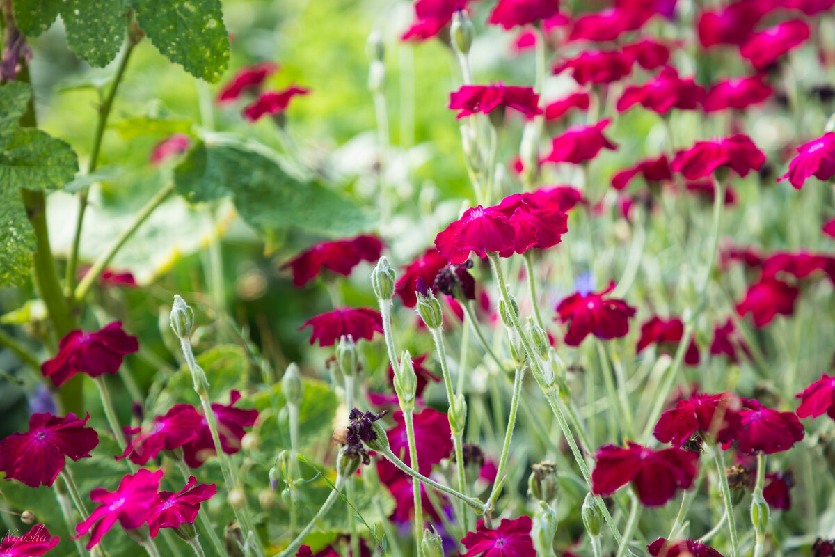 Так вот вы какие, цветочки аленькие, краше которых нет на белом свете? - Nyusha . Так вот вы какие, цветочки аленькие, краше которых нет на белом свете? - Nyusha .