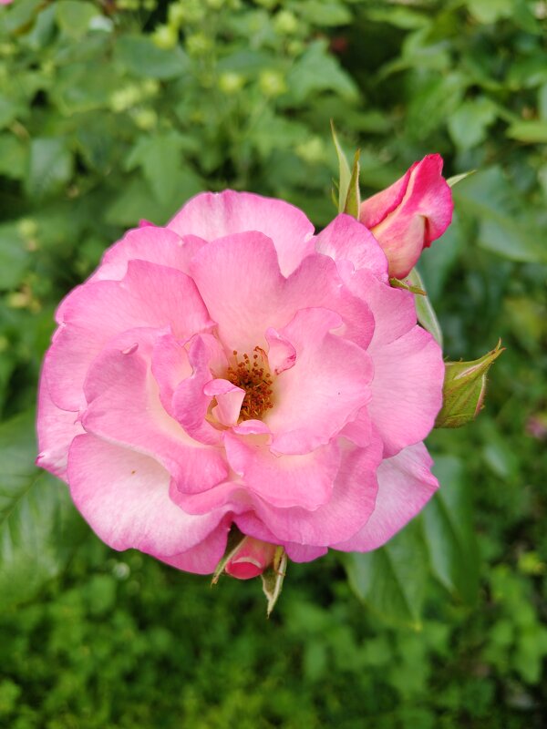 Природа - Андрей 