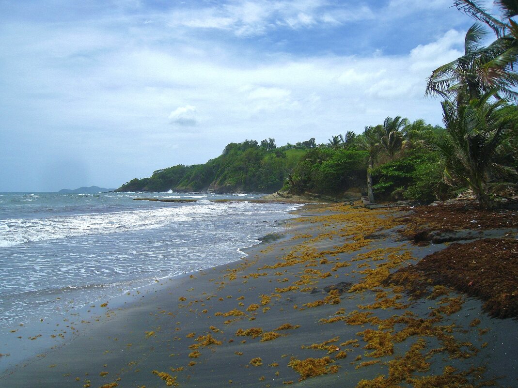 Дикий берег на острове Мартиника. - unix (Илья Утропов)