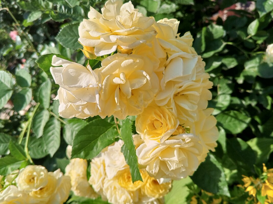 Роза - Сапсан 