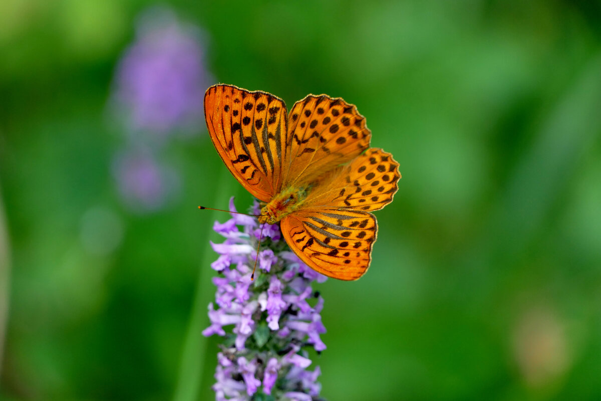 из снятого сегодня 2 - Александр Прокудин из снятого сегодня 2 - Александр Прокудин