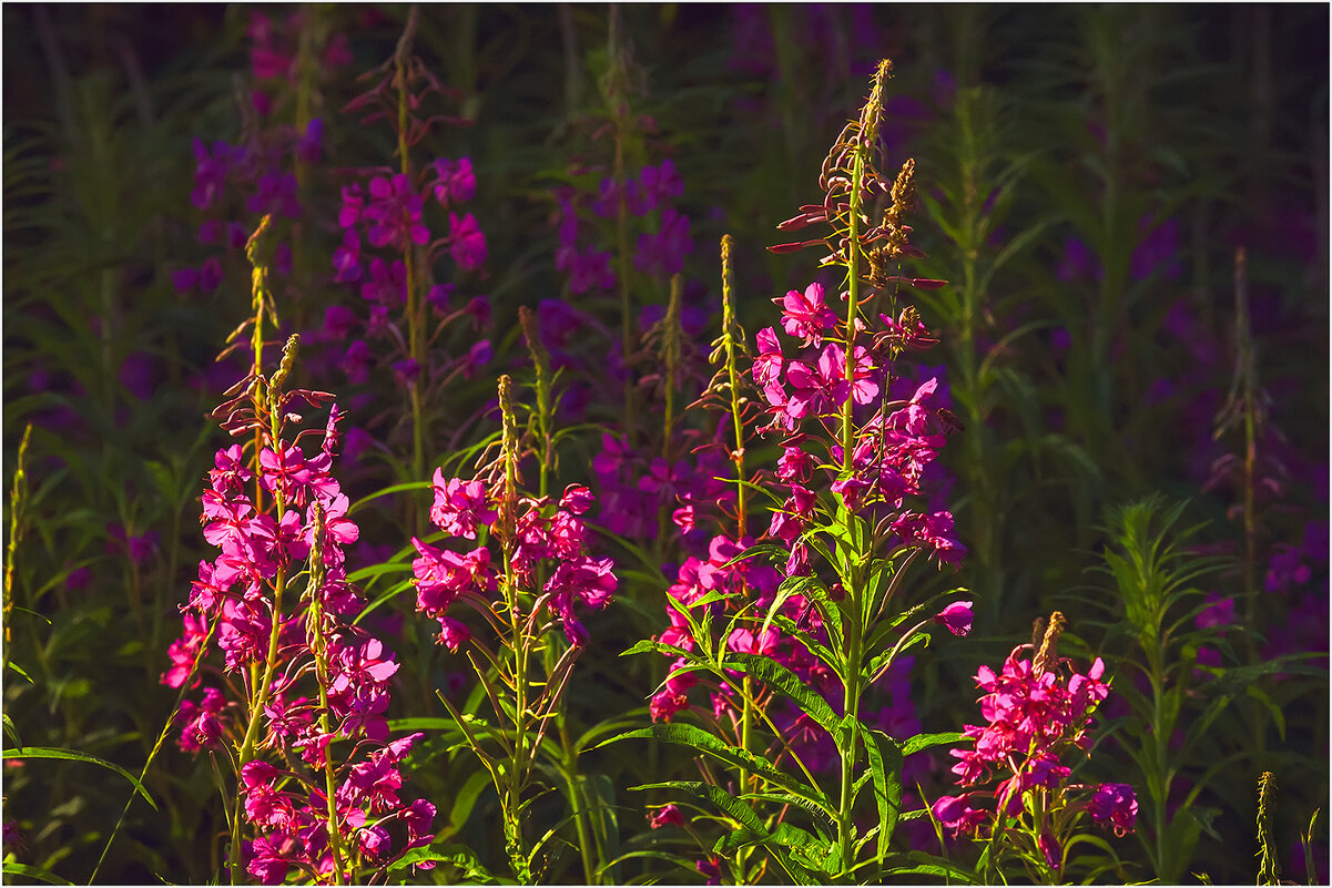 Иван - чай - Валентин Котляров