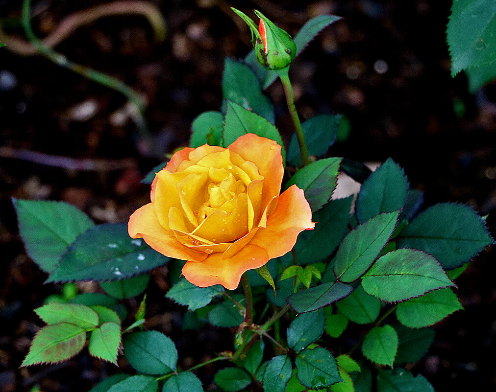 Июльская золотая - Светлана 