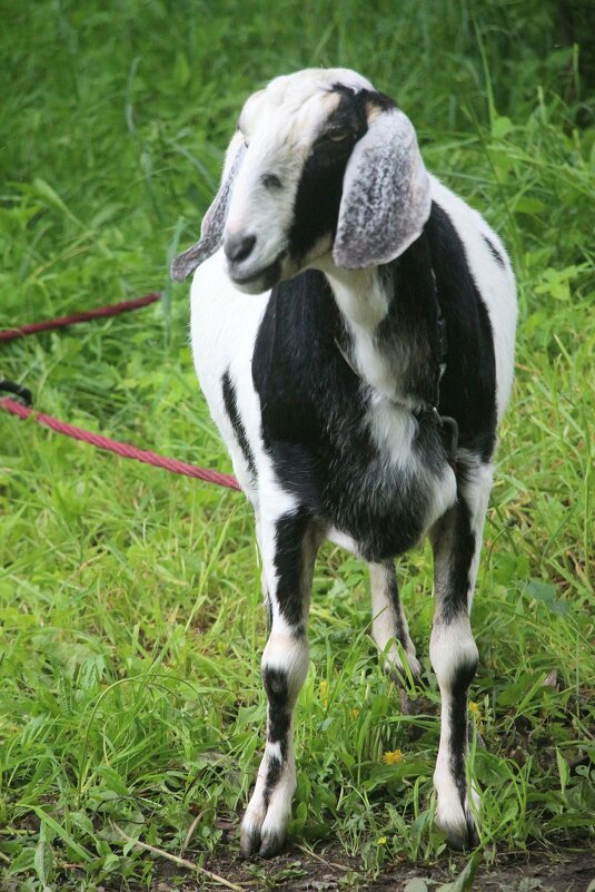 Завсегдатаи Орловского парка - Наталья Герасимова Завсегдатаи Орловского парка - Наталья Герасимова