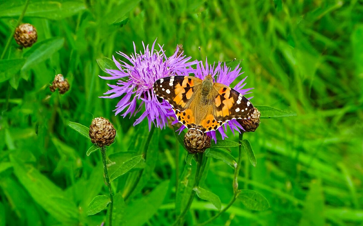 О бабочках. - Милешкин Владимир Алексеевич О бабочках. - Милешкин Владимир Алексеевич