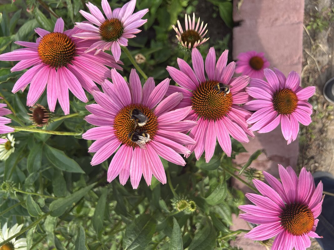 Шмели - Oleg4618 Шутченко