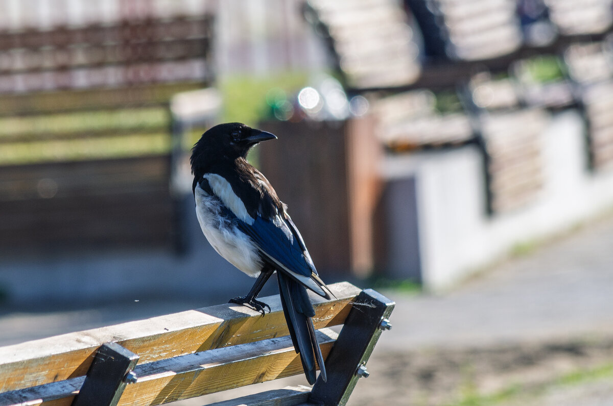 *** - Виктор Иванович Чернюк *** - Виктор Иванович Чернюк