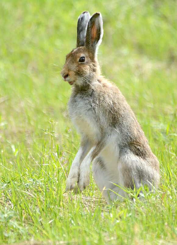 Веселый ушастик. - Михаил Белоусов Веселый ушастик. - Михаил Белоусов