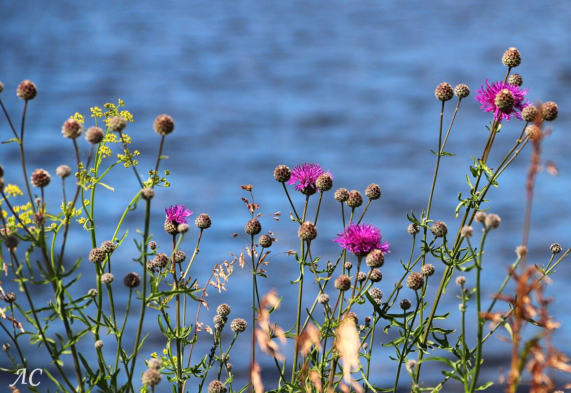 У пруда - Любовь Сахарова
