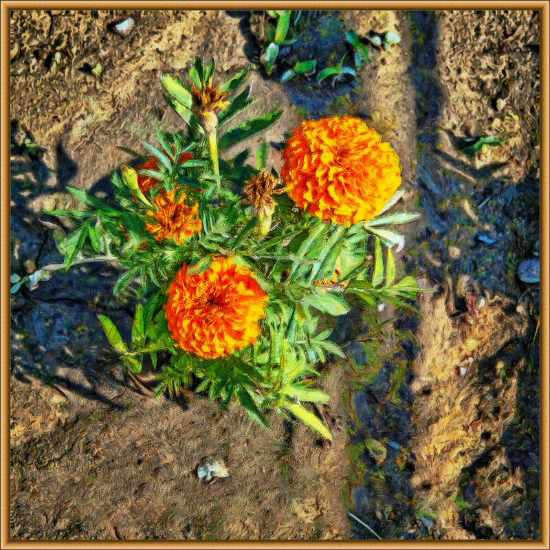 Бархатцы - Анатолий Чикчирный