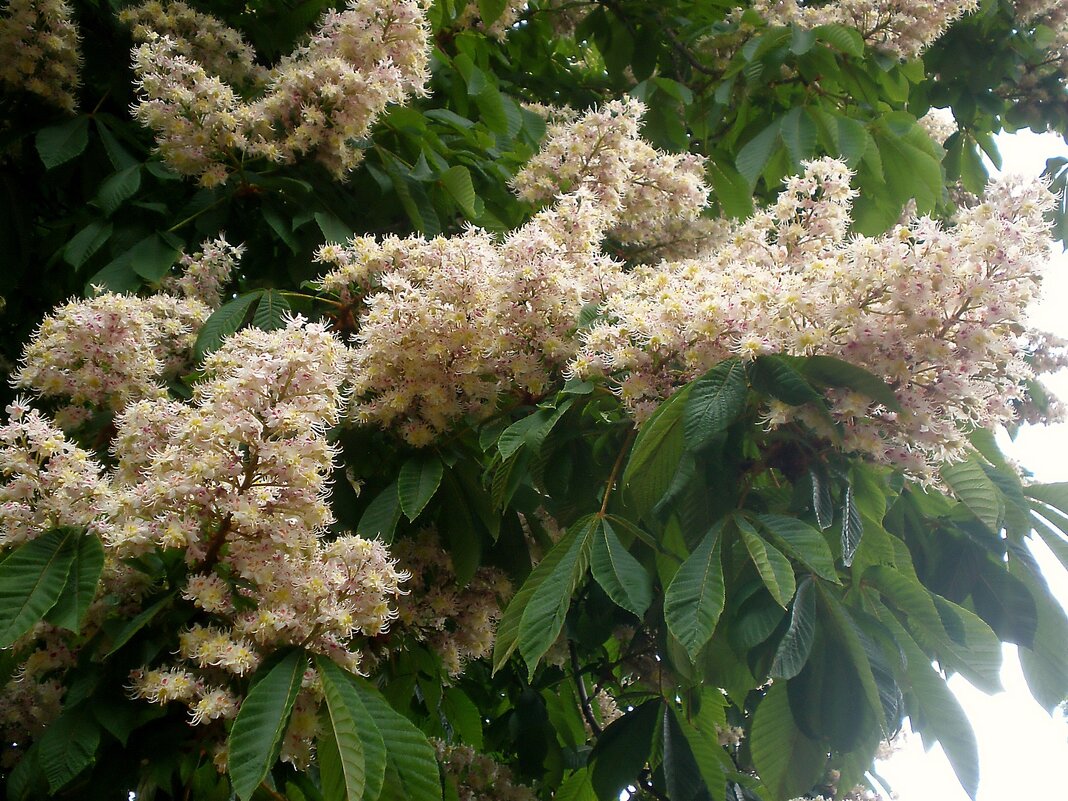 Сирень - Роман Савоцкий Сирень - Роман Савоцкий