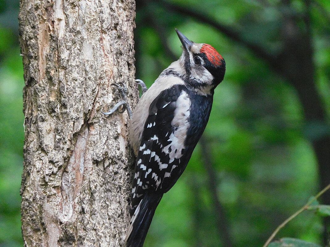 Слеток БПД - Лина Слеток БПД - Лина