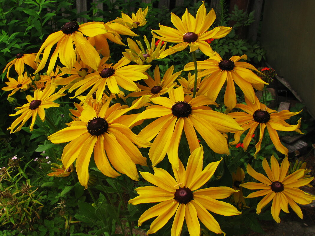 Букет в саду - Людмила Смородинская