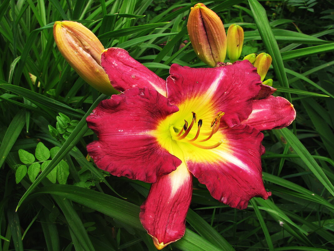 Красавчик - Людмила Смородинская