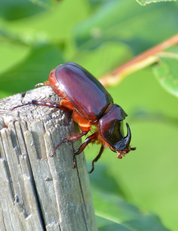 Жук-носорог - Владислав Иопек