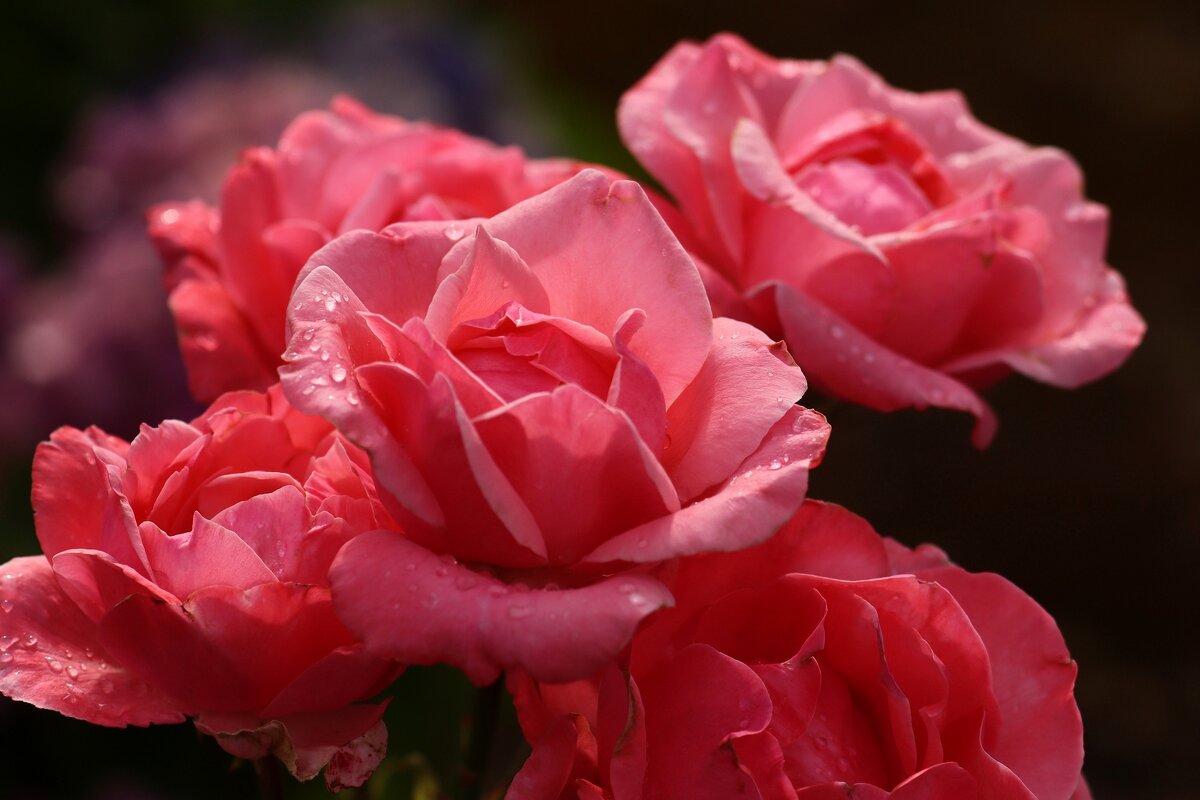 Утренние розы - Юрий. Шмаков Утренние розы - Юрий. Шмаков