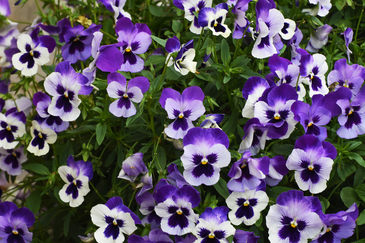 Московский зоопапрк. Анютины глазки. - Наташа ***** Московский зоопапрк. Анютины глазки. - Наташа *****