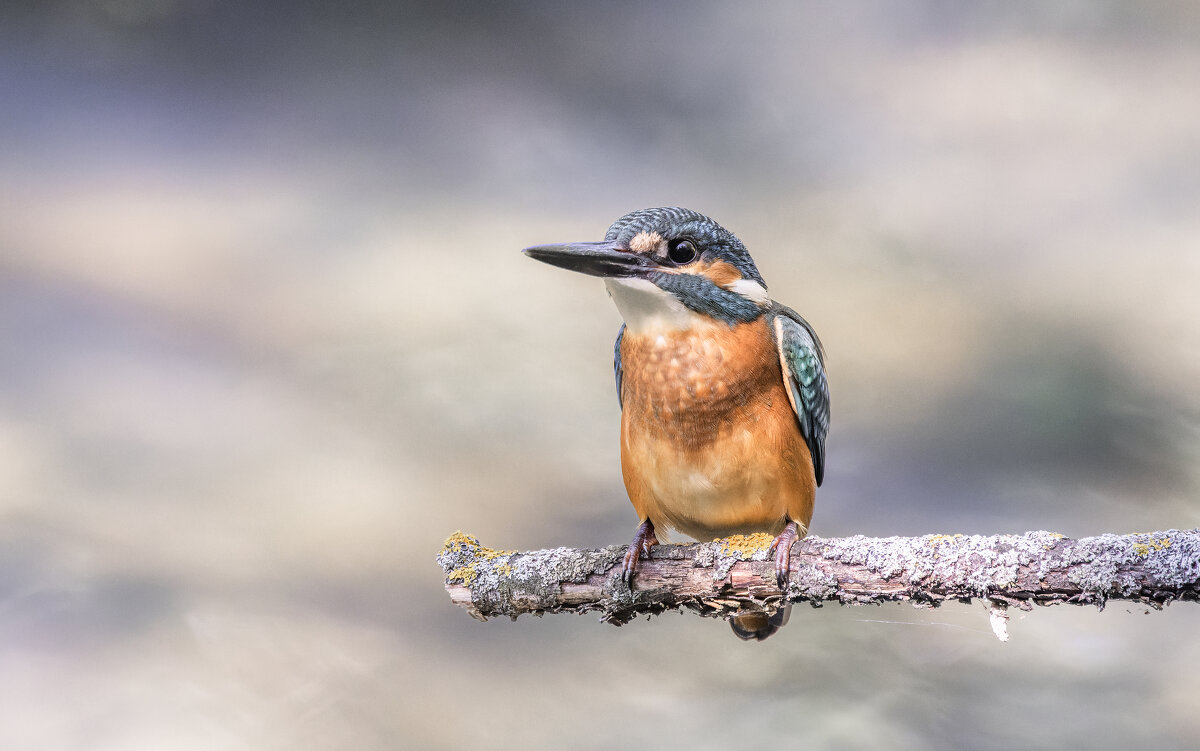 зимородок. - юрий макаров зимородок. - юрий макаров