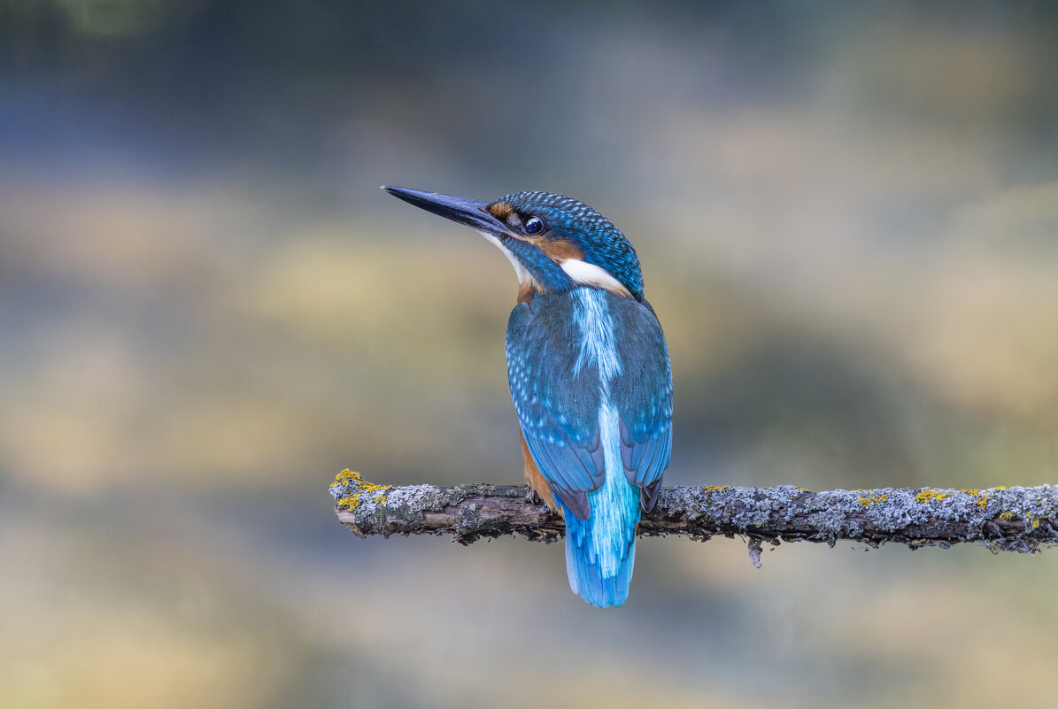 зимородок. - юрий макаров зимородок. - юрий макаров